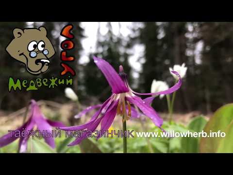 KANDYK (School of Herbal Science)