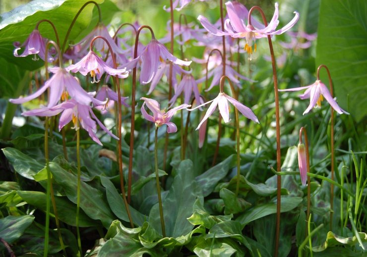 Kandyk (erythronium): plantning og pleje i det åbne felt, dyrkning, fotos og arter