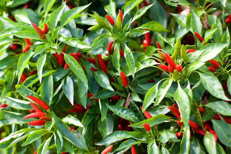 وصف الفليفلة