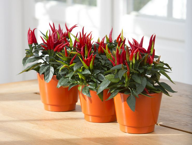 درجة حرارة الفليفلة