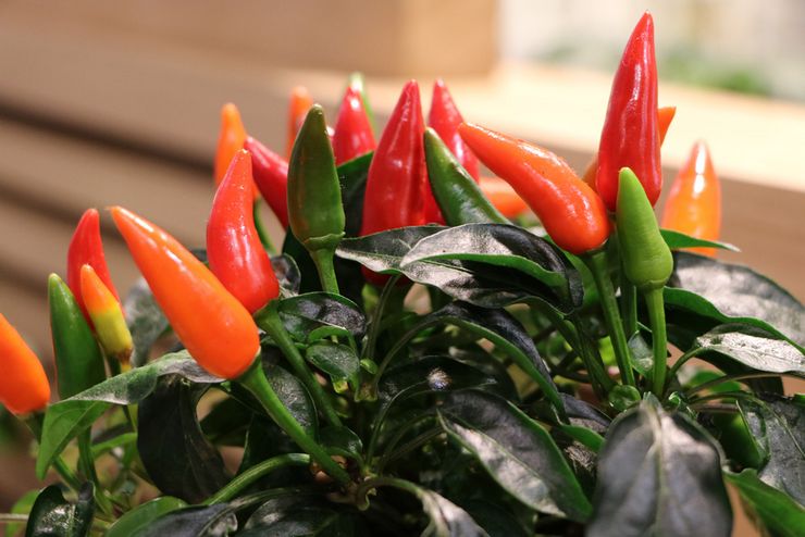 مستوى الرطوبة في الفليفلة