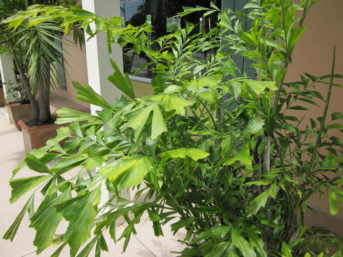 Pleje af en caryote palme derhjemme