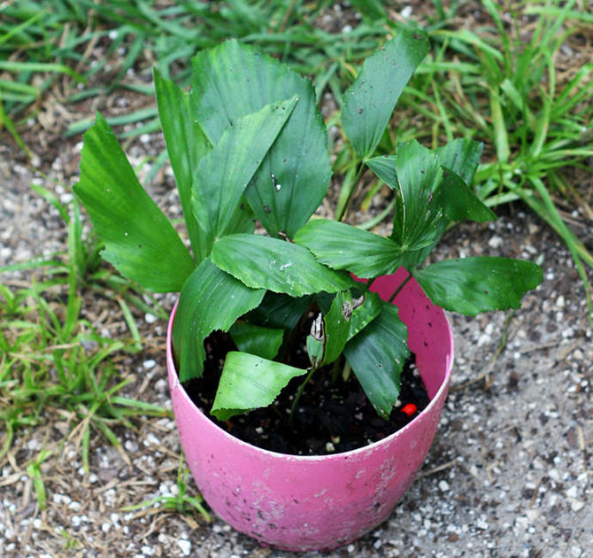 Befrugtning til karyote anbefales kun fra marts til september