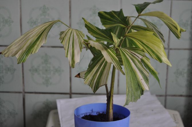 Reproduktion af caryote -håndfladen