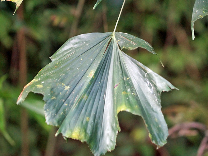 Almindelige voksende problemer