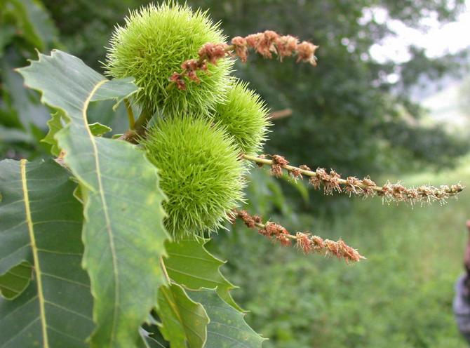 Amerikansk kastanje. Foto og beskrivelse