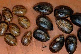 Ricinusolie, påføringsmetode Ricinusolie. Modtagelse, ansøgning, fordel