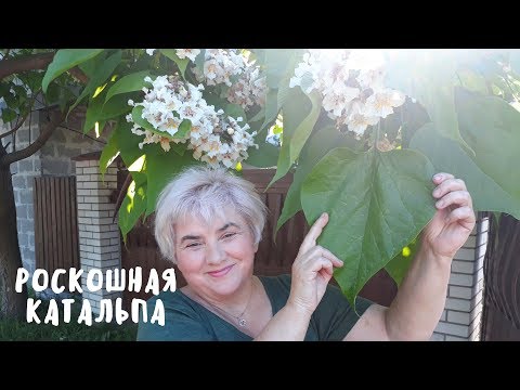 Strom, ktorý priťahuje pozornosť. Moja záhrada. Moje skúsenosti.