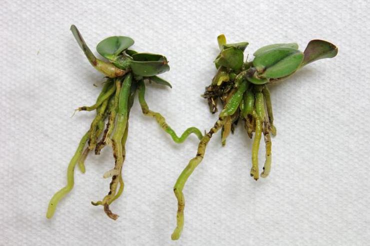 Reproduktion af cattleya orkidéen