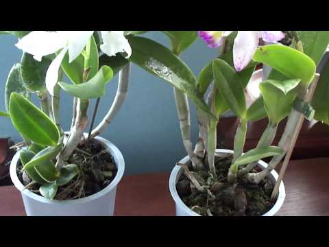 Orkidé - Cattleya. Når der skal vandes, befrugtes.