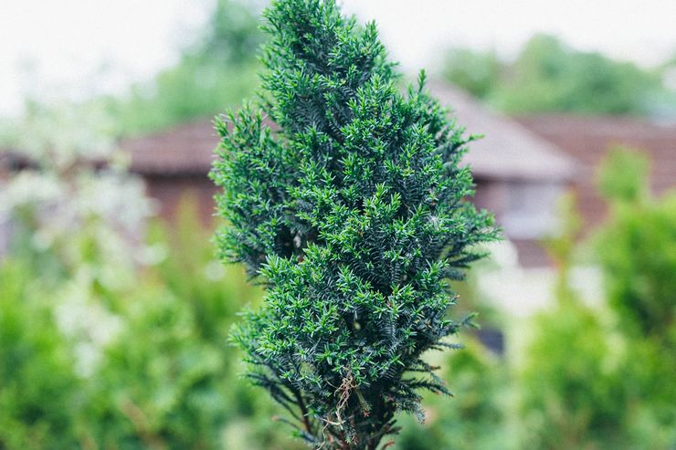 Περιγραφή του κυπαρισσιού του Lawson