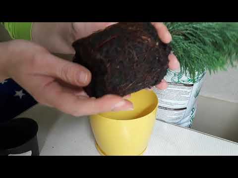 Κυπαρίσσι-φροντίδα στο σπίτι # κυπαρίσσι σε γλάστρα