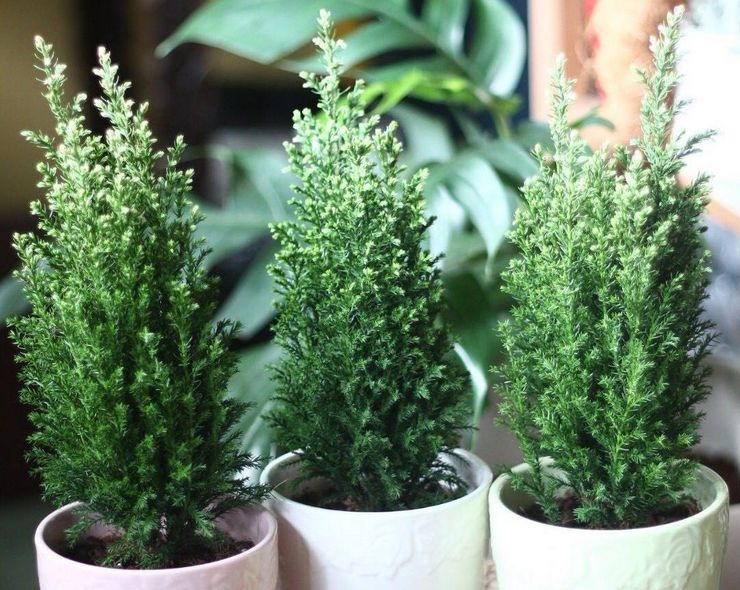 Κυπαρίσσι Λάουσον