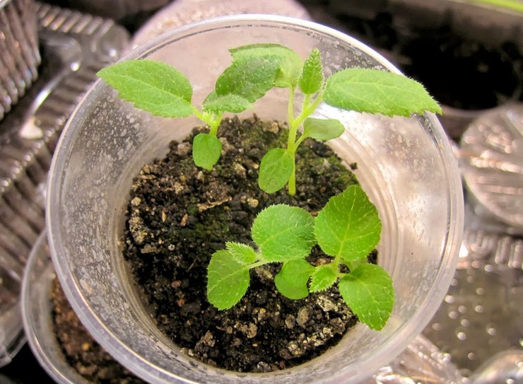 كيوي من البذور