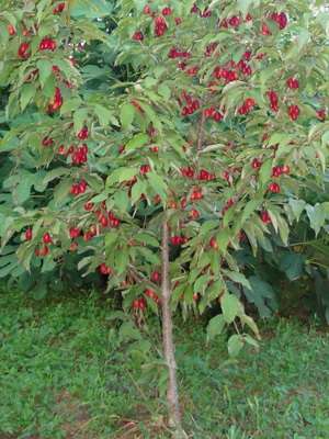 Ennen taimen istutusta sinun on tutkittava alue huolellisesti. Huomaa, että alueen lähellä ei ole pohjavettä, koska cotoneaster ei pidä paljon kosteudesta. Vältä taimien istuttamista soille