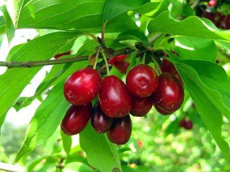 Cotoneaster: istutus ja hoito, kuva Koirapuu: istutus ja hoito avomaalla. Kuva