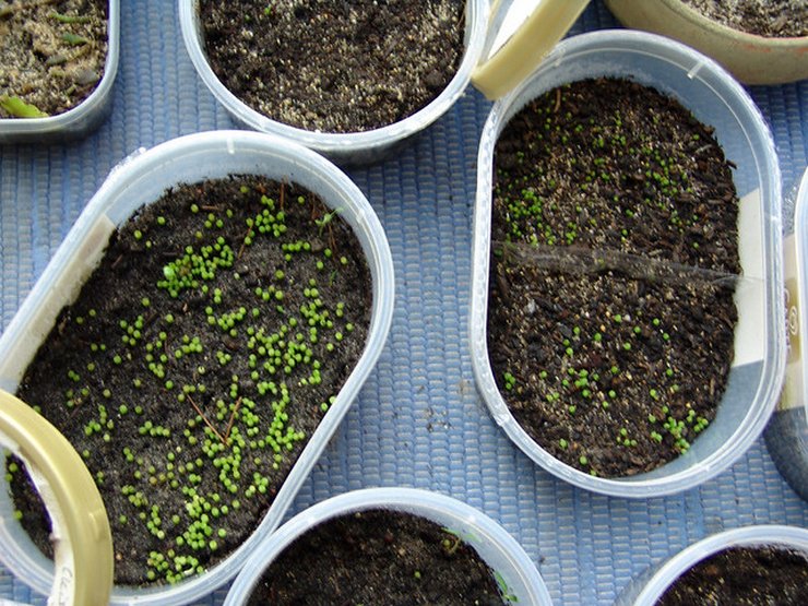 تكاثر cleistocactus