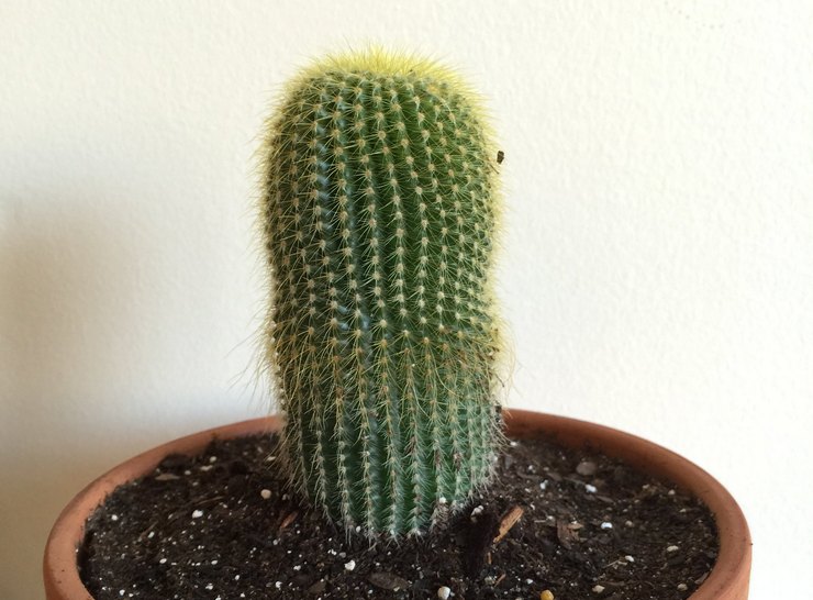 أمراض وآفات cleistocactus