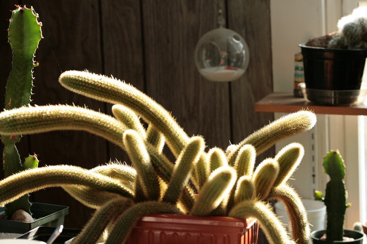 وصف نبات cleistocactus