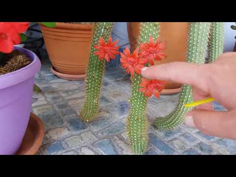 يا هلا أزهر KLEYSTOKACTUS !!