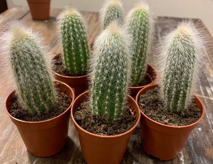 رعاية Cleistocactus