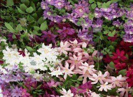 Klematiksen jäljentäminen jakamalla pensas koskee vain kasveja, jotka eivät ole vanhempia kuin 7 vuotta, koska myöhemmät vauriot ovat mahdollisia juurijärjestelmän voimakkaan kehityksen vuoksi. Tässä tapauksessa pensas kaivetaan varovasti ylös, vapautetaan maasta, leikataan palasiksi veitsellä, missä kukin juurikaulus on sijoitettava.