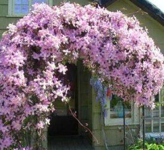 Blomstrende lianer i landet. Mange fotos af clematis