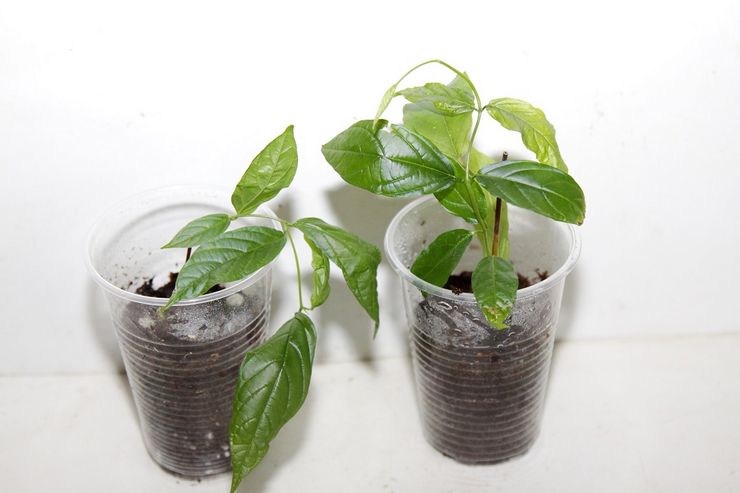 Stiklinger af Clerodendrum