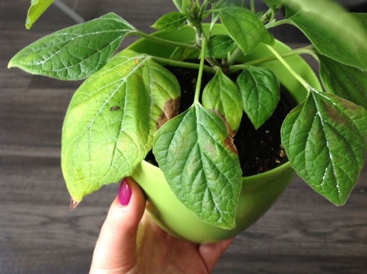 Clerodendrum blade bliver gule