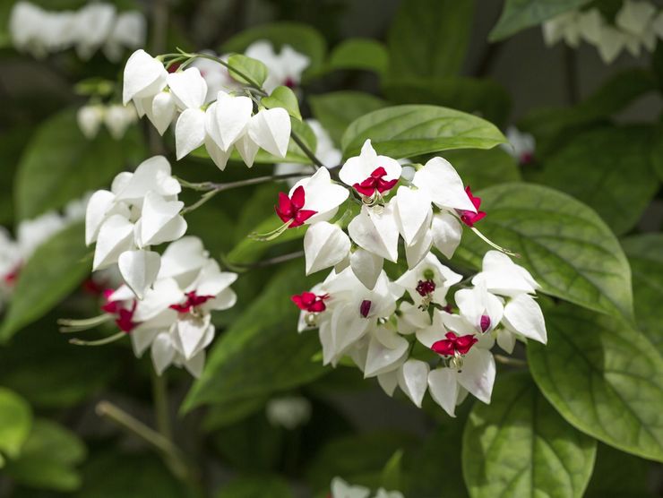 Beskrivelse af clerodendrum