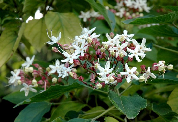 Duftende clerodendrum