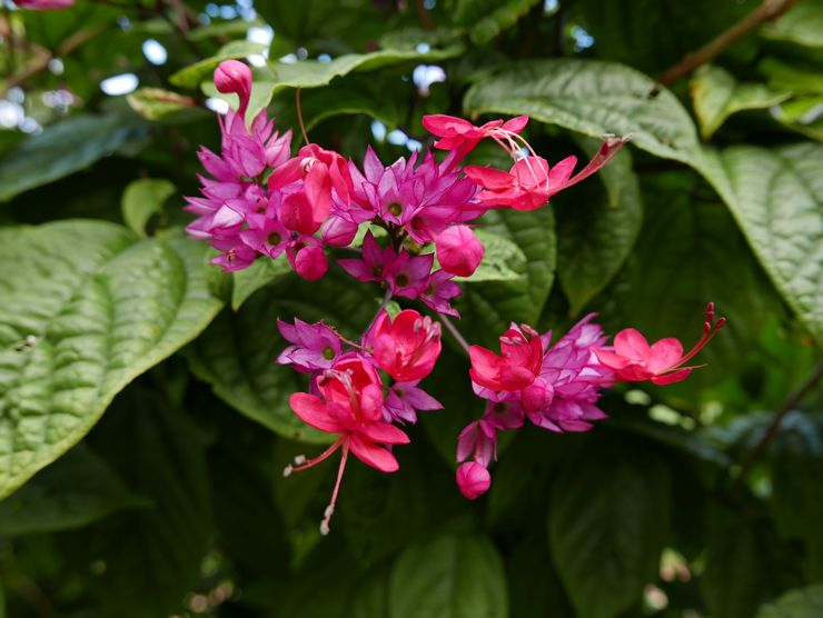 Clerodendrum smuk