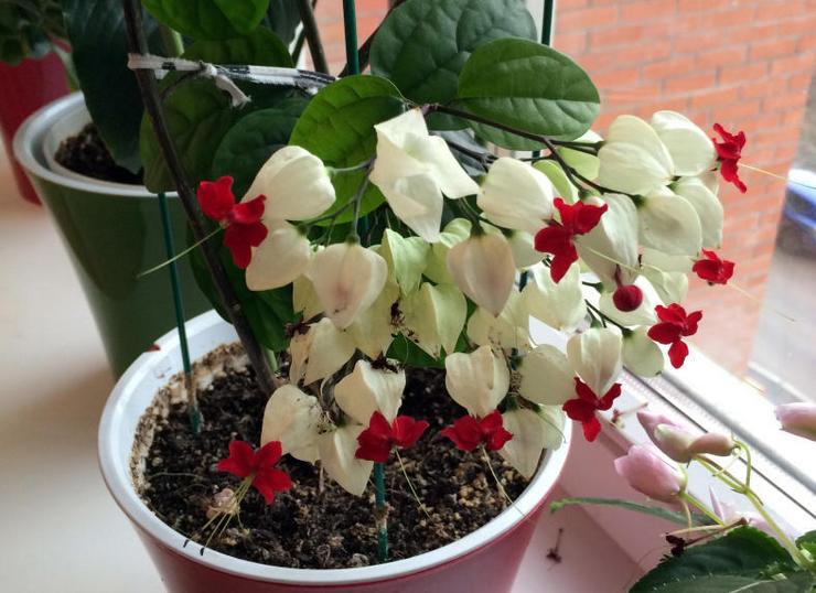 Plantning af Clerodendrum