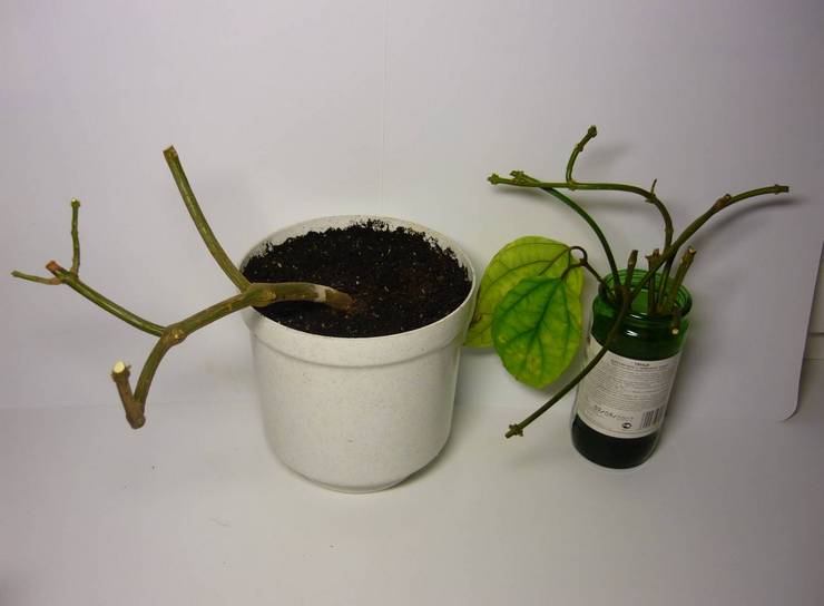 Beskæring af clerodendrum