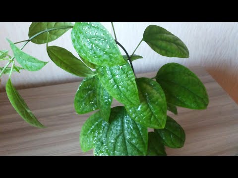 CLERODENDRUM. Første transplantation og beskæring.