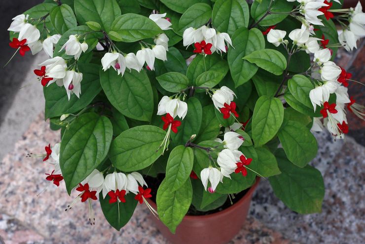 Planter clerodendrum