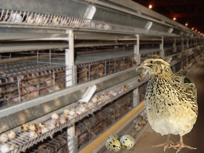 Vi gør dig opmærksom på at blive bekendt med processen med at lave bur til vagtler med egne hænder