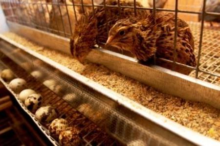 Træburet antager placeringen af ​​føderne uden for det, masken er det modsatte