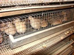 Metalbur (mesh) på en træramme