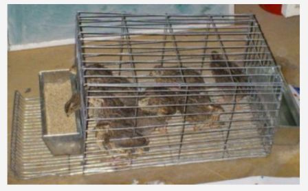 DIY Sparrowhawk enhed