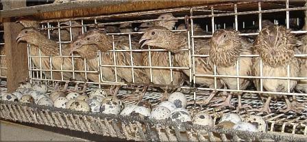 Avlsvagtler derhjemme: bure, fotos