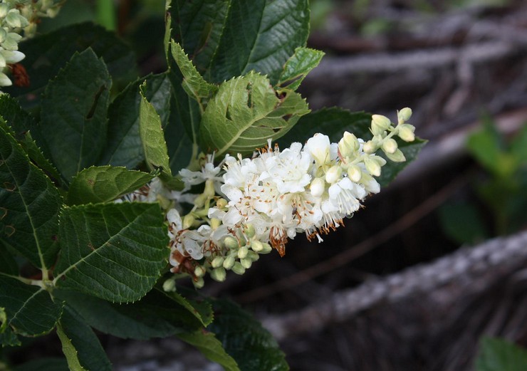 Sygdomme og skadedyr