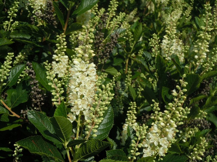 Typer og sorter af bure