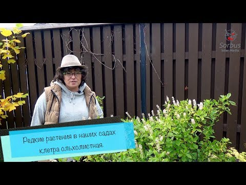 Sjældne planter i vores haver - elbur.