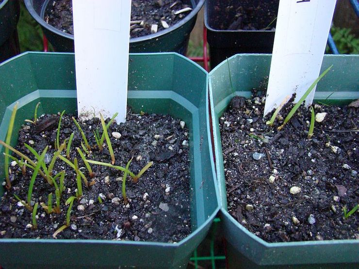 Voksende knifophya fra frø