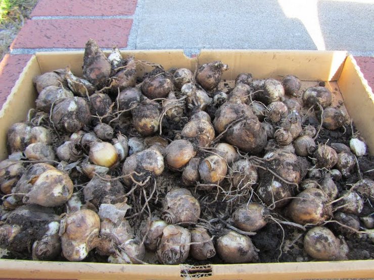 Hyasinttien korjuulle on suotuisa aika lehtien kuivumisen ja kuivumisen aikana.