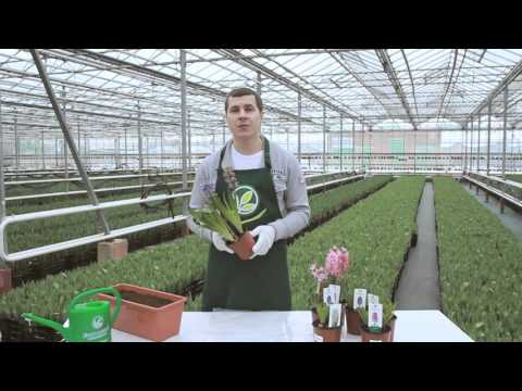 Kuinka säilyttää hyasintti kukinnan jälkeen