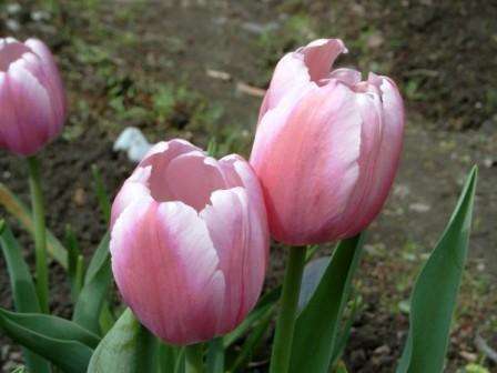 Μετά από δύο εβδομάδες, μπορείτε να ποτίσετε λίγο όλες τις φυτεμένες τουλίπες. Για το χειμώνα, μην ξεχάσετε να καλύψετε το παρτέρι με τύρφη ή πριονίδι,