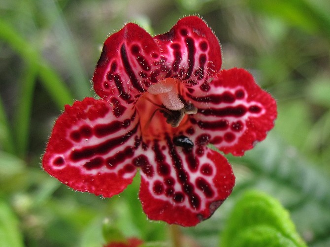 العناية بالطلاء في المنزل