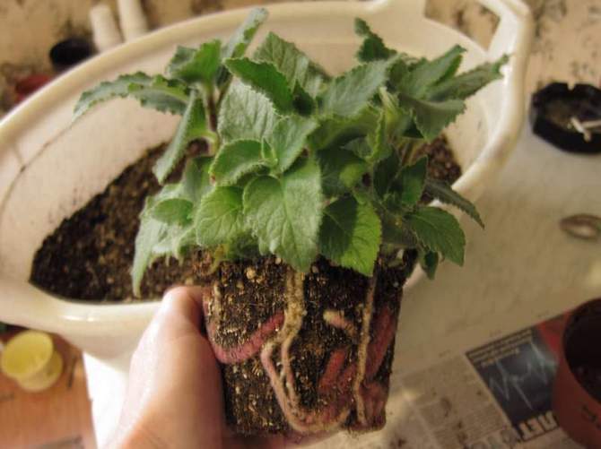 يمكن الحصول على نباتات جديدة بالبذور ، وتقسيم جذمور وتأصيل العقل القمي